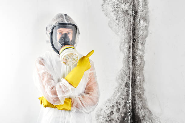 Mold Odor Removal Services in Suitland, MD